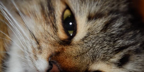 Namlu çizgili bir kedi. Yerli kedi. — Stok fotoğraf