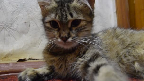 A striped cat lies on the carpet. Domestic cat. — Stock Video