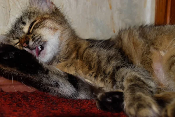 De gestreepte kat likte en gewassen. Binnenlandse kat. — Stockfoto