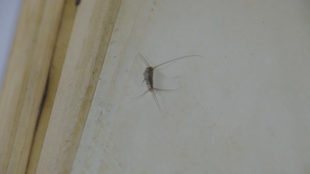 Insect feeding on paper - silverfish — Stock Video