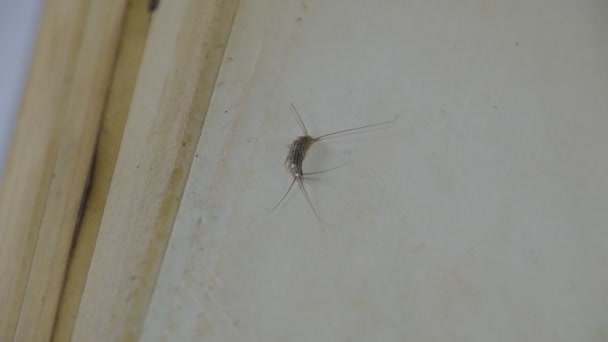 Insekter Som Äter Papper Silverfisk Pest Böcker Och Tidningar — Stockvideo