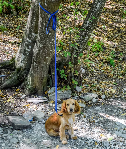 Kırmızı köpek tasmalı bir ağaç gövde bağlı — Stok fotoğraf