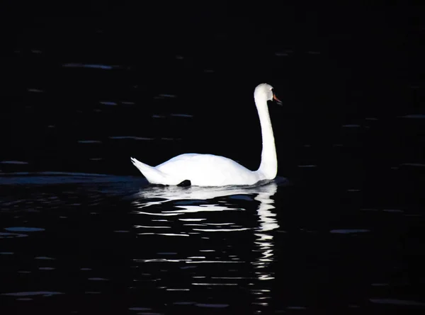 Cisnes brancos nadam no lago à noite. Cisnes nocturnos . — Fotografia de Stock