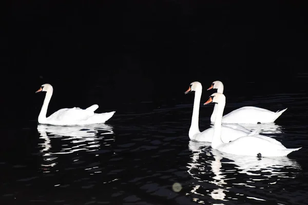 Los cisnes blancos nadan en el lago por la noche. Cisnes nocturnos . — Foto de Stock