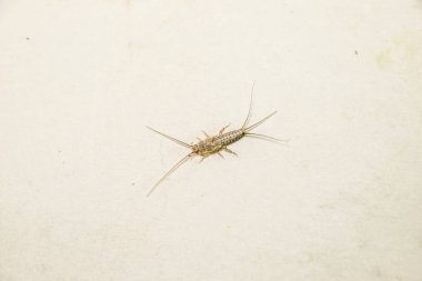 Kağıt üzerinde - gümüş balık, thermobia besleme böcek. Haşere kitaplar ve Gazeteler.