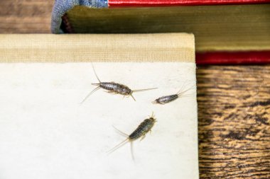 Kağıt üzerinde - gümüş balık, thermobia besleme böcek. Haşere kitaplar ve Gazeteler.