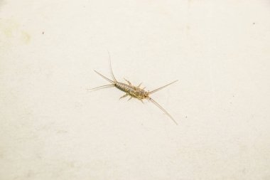 Kağıt üzerinde - gümüş balık, thermobia besleme böcek. Haşere kitaplar ve Gazeteler.