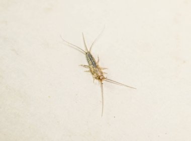 Kağıt üzerinde - gümüş balık, thermobia besleme böcek. Haşere kitaplar ve Gazeteler.