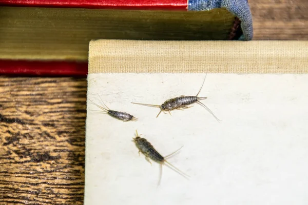 Thermobia 給餌昆虫です 害虫の本や新聞 — ストック写真