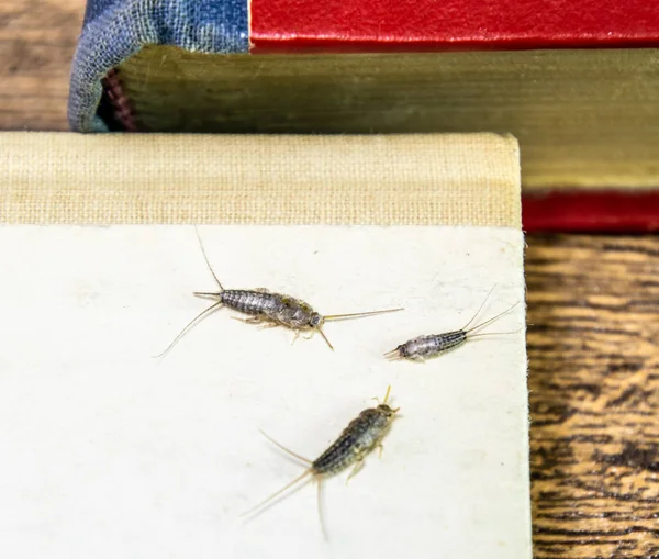 Insect Feeding Paper Silverfish Thermobia Pest Books Newspapers — Stock Photo, Image