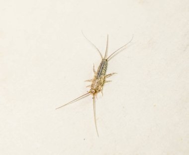 Kağıt üzerinde - gümüş balık, thermobia besleme böcek. Haşere kitaplar ve Gazeteler.