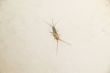 Kağıt üzerinde - gümüş balık besleme böcek. Haşere kitaplar ve Gazeteler. Lepismatidae, Thermobia domestica.