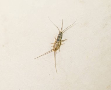 Kağıt üzerinde - gümüş balık besleme böcek. Haşere kitaplar ve Gazeteler. Lepismatidae, Thermobia domestica.