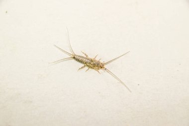 Kağıt üzerinde - gümüş balık besleme böcek. Haşere kitaplar ve Gazeteler. Lepismatidae, Thermobia domestica.