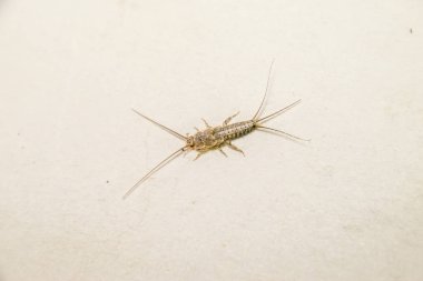 Kağıt üzerinde - gümüş balık besleme böcek. Haşere kitaplar ve Gazeteler. Lepismatidae, Thermobia domestica.