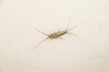Insect feeding on paper - silverfish. Pest books and newspapers. Lepismatidae, Thermobia domestica. clipart