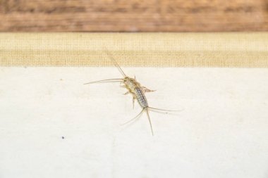 Kağıt üzerinde - gümüş balık besleme böcek. Haşere kitaplar ve Gazeteler. Lepismatidae, Thermobia domestica.