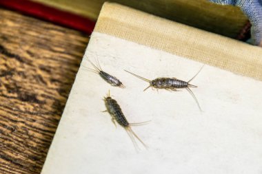 Kağıt üzerinde - gümüş balık besleme böcek. Haşere kitaplar ve Gazeteler. Lepismatidae, Thermobia domestica.