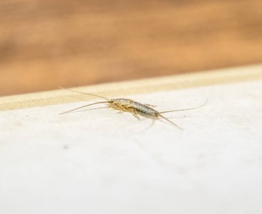 Kağıt üzerinde - gümüş balık besleme böcek. Haşere kitaplar ve Gazeteler. Lepismatidae, Thermobia domestica.