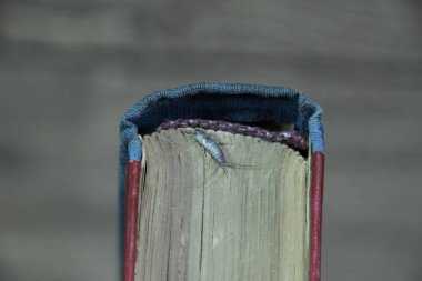 Kağıt üzerinde - gümüş balık besleme böcek. Haşere kitaplar ve Gazeteler. Lepismatidae, Thermobia domestica.