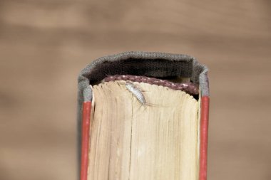 Kağıt üzerinde - gümüş balık besleme böcek. Haşere kitaplar ve Gazeteler. Lepismatidae, Thermobia domestica.