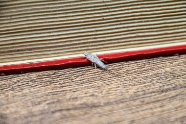 Kağıt üzerinde - gümüş balık besleme böcek. Haşere kitaplar ve Gazeteler. Lepismatidae, Thermobia domestica.