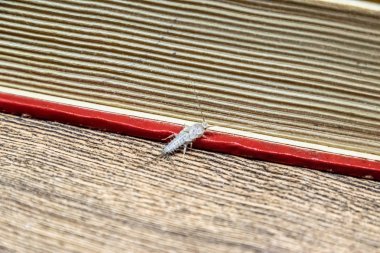 Kağıt üzerinde - gümüş balık besleme böcek. Haşere kitaplar ve Gazeteler. Lepismatidae, Thermobia domestica.