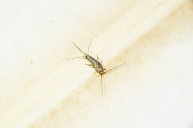 Kağıt üzerinde - gümüş balık besleme böcek. Haşere kitaplar ve Gazeteler. Lepismatidae, Thermobia domestica.
