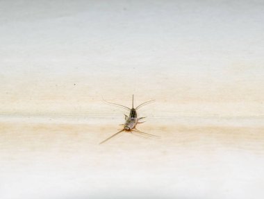 Kağıt üzerinde - gümüş balık besleme böcek. Haşere kitaplar ve Gazeteler. Lepismatidae, Thermobia domestica.