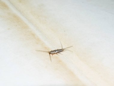Kağıt üzerinde - gümüş balık besleme böcek. Haşere kitaplar ve Gazeteler. Lepismatidae, Thermobia domestica.