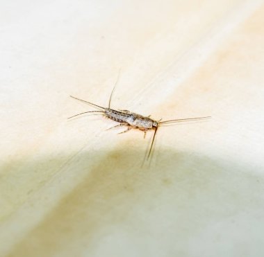 Kağıt üzerinde - gümüş balık besleme böcek. Haşere kitaplar ve Gazeteler. Lepismatidae, Thermobia domestica.