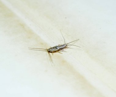 Kağıt üzerinde - gümüş balık besleme böcek. Haşere kitaplar ve Gazeteler. Lepismatidae, Thermobia domestica.