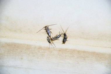 Kağıt üzerinde - gümüş balık besleme böcek. Haşere kitaplar ve Gazeteler. Lepismatidae, Thermobia domestica.