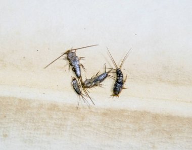 Kağıt üzerinde - gümüş balık besleme böcek. Haşere kitaplar ve Gazeteler. Lepismatidae, Thermobia domestica.