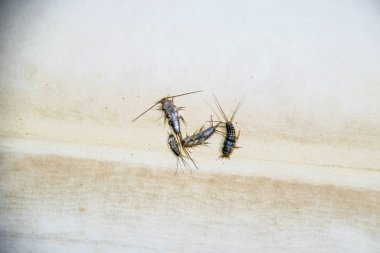 Kağıt üzerinde - gümüş balık besleme böcek. Haşere kitaplar ve Gazeteler. Lepismatidae, Thermobia domestica.