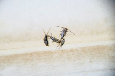 Kağıt üzerinde - gümüş balık besleme böcek. Haşere kitaplar ve Gazeteler. Lepismatidae, Thermobia domestica.