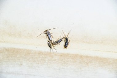 Kağıt üzerinde - gümüş balık besleme böcek. Haşere kitaplar ve Gazeteler. Lepismatidae, Thermobia domestica.