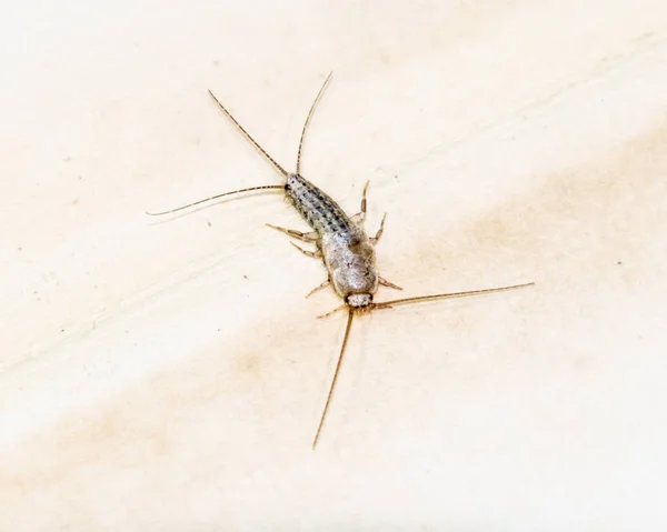 Insect Feeding Paper Silverfish Pest Books Newspapers Lepismatidae Thermobia Domestica — Stock Photo, Image