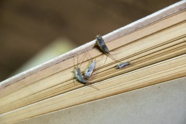 Kağıt üzerinde - gümüş balık besleme böcek. Haşere kitaplar ve Gazeteler. Lepismatidae, Thermobia domestica.