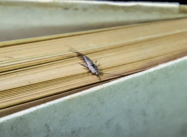 Kağıt üzerinde - gümüş balık besleme böcek. Haşere kitaplar ve Gazeteler. Lepismatidae, Thermobia domestica.