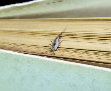 Kağıt üzerinde - gümüş balık besleme böcek. Haşere kitaplar ve Gazeteler. Lepismatidae, Thermobia domestica.