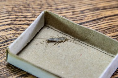 Kağıt üzerinde - gümüş balık besleme böcek. Haşere kitaplar ve Gazeteler. Gümüş Balık'ı bir kibrit kutusunda.