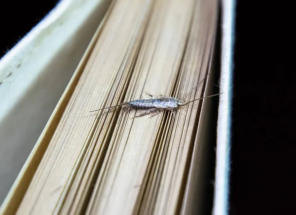 Insect Feeding Paper Silverfish Pest Books Newspapers Lepismatidae Thermobia Domestica — Stock Photo, Image