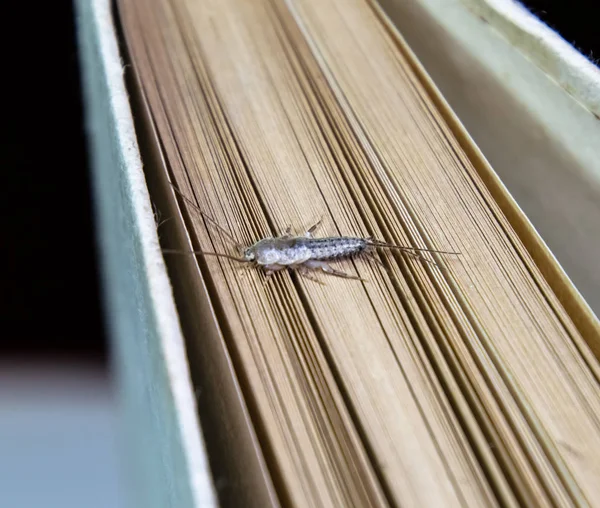 Insect Feeding Paper Silverfish Pest Books Newspapers Lepismatidae Thermobia Domestica — Stock Photo, Image