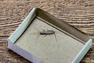 Kağıt üzerinde - gümüş balık besleme böcek. Haşere kitaplar ve Gazeteler. Gümüş Balık'ı bir kibrit kutusunda.