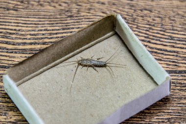 Kağıt üzerinde - gümüş balık besleme böcek. Haşere kitaplar ve Gazeteler. Gümüş Balık'ı bir kibrit kutusunda.