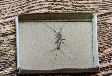 Kağıt üzerinde - gümüş balık besleme böcek. Haşere kitaplar ve Gazeteler. Gümüş Balık'ı bir kibrit kutusunda.