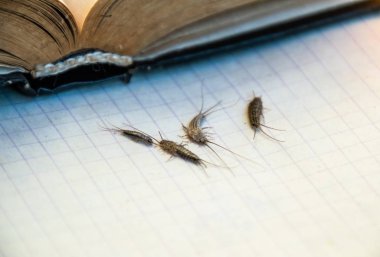 Kağıt üzerinde - gümüş balık besleme böcek. Haşere kitaplar ve Gazeteler. Açık kitap yakınındaki birkaç adet gümüş balık.
