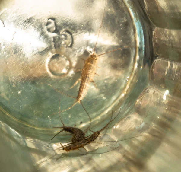 stock image Insect feeding on paper - silverfish. Pest books and newspapers. Silverfish in glass beaker