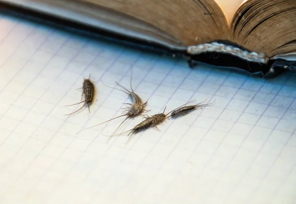 Insect Feeding Paper Silverfish Pest Books Newspapers Silverfish Several Pieces — Stock Photo, Image